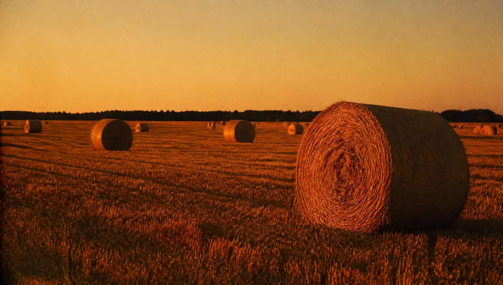 Round hay bales in a cut stubble field