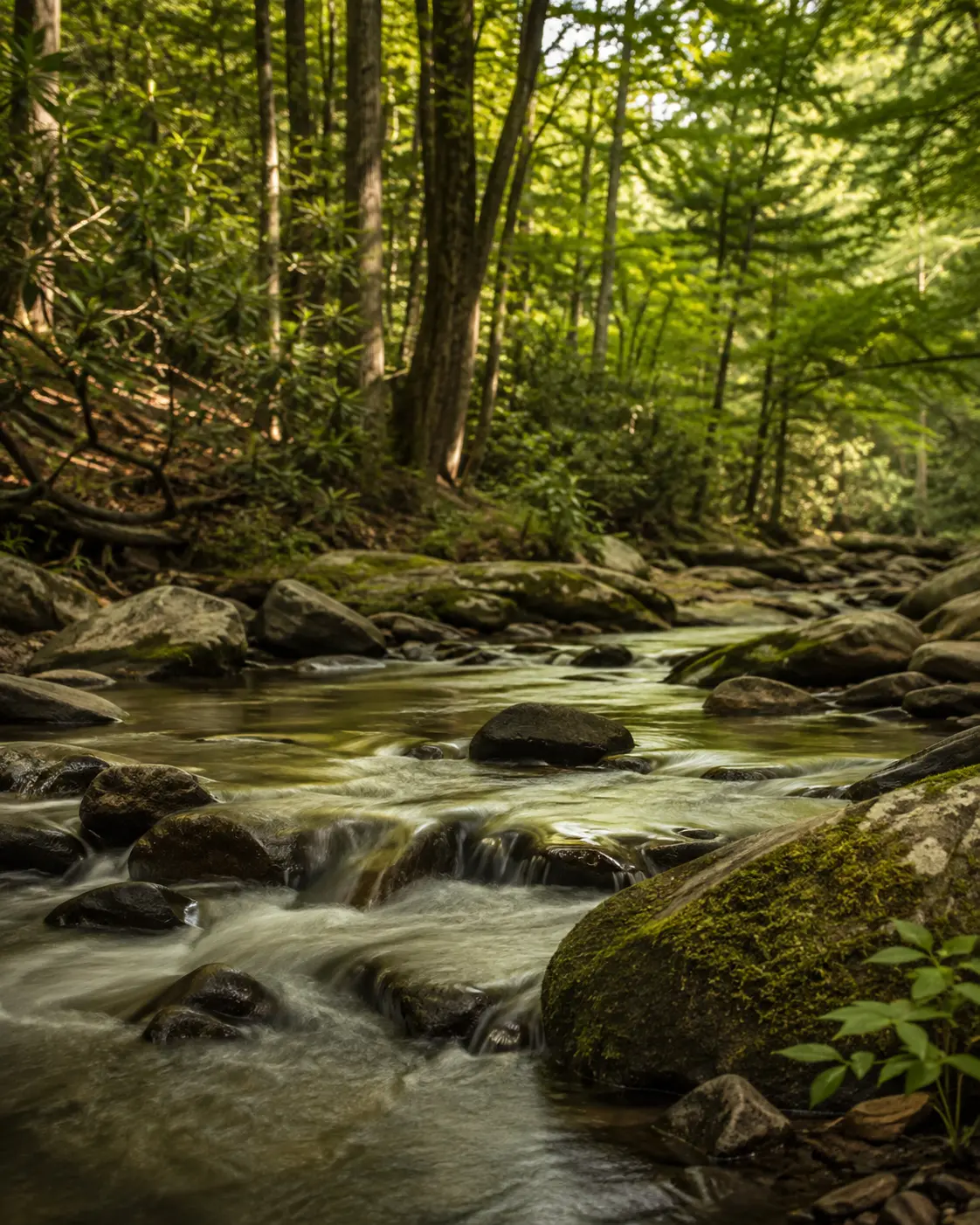 A shallow creek running over stone through summer woods