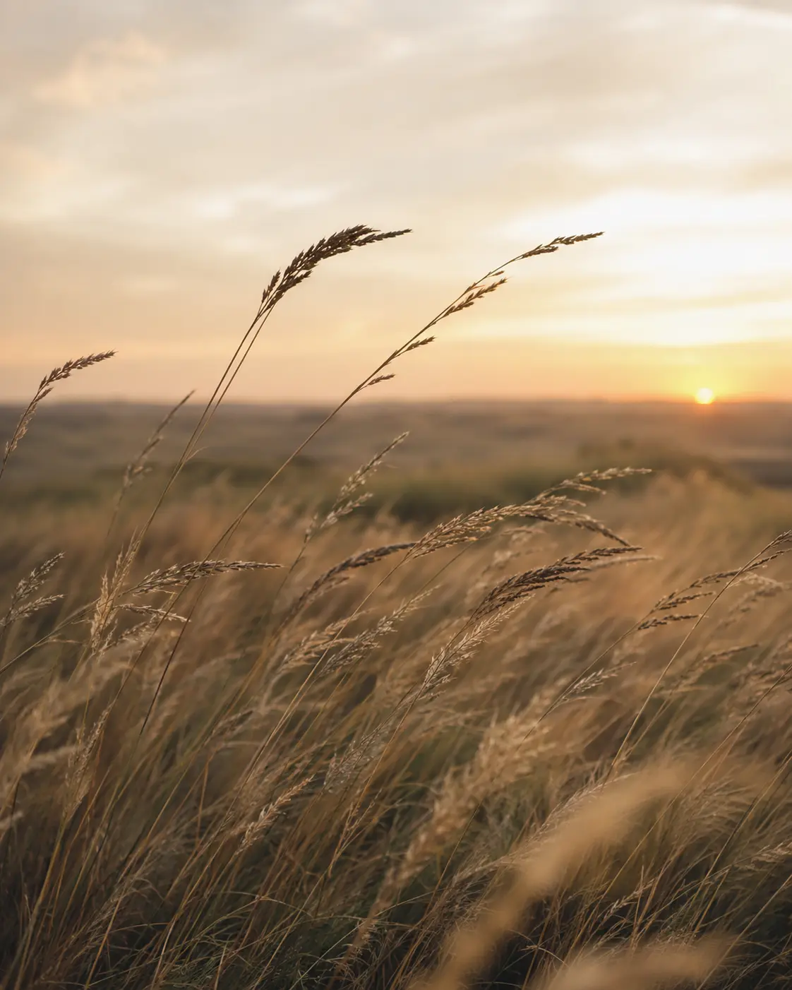 Seed heads on tall grass against a low sun