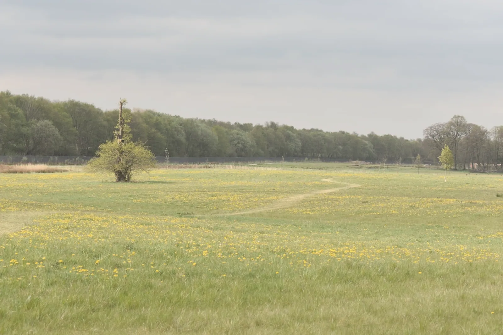 A mown path running through a summer meadow