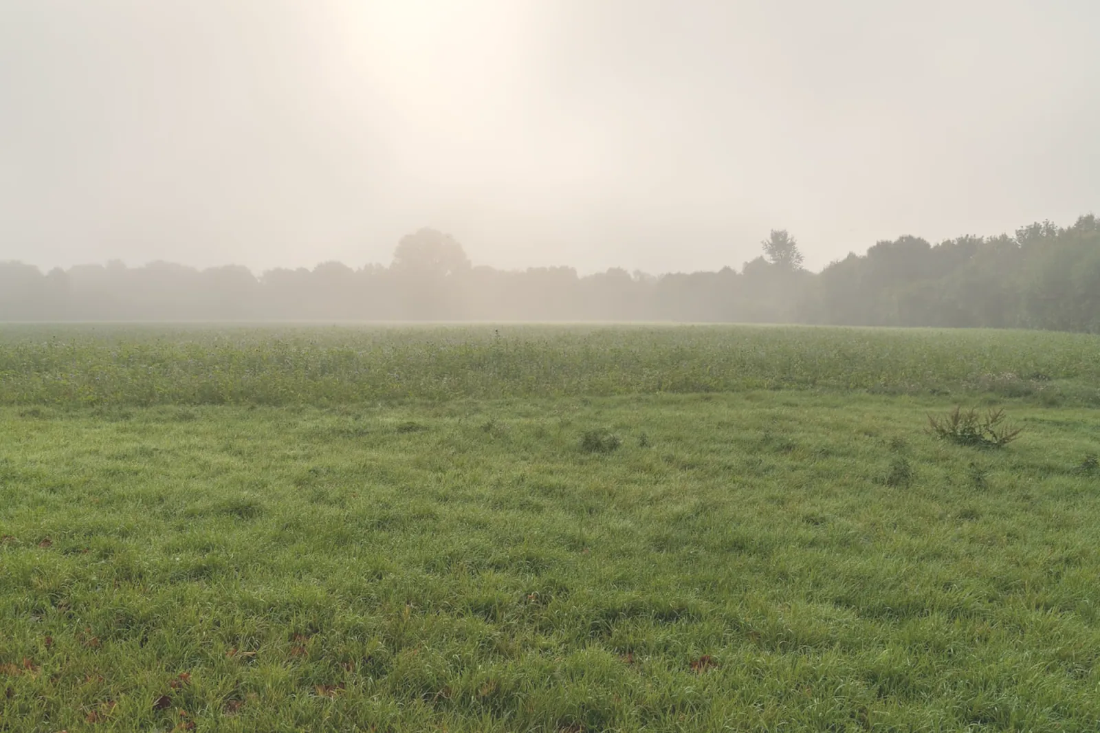 Low mist lying over an open field at first light