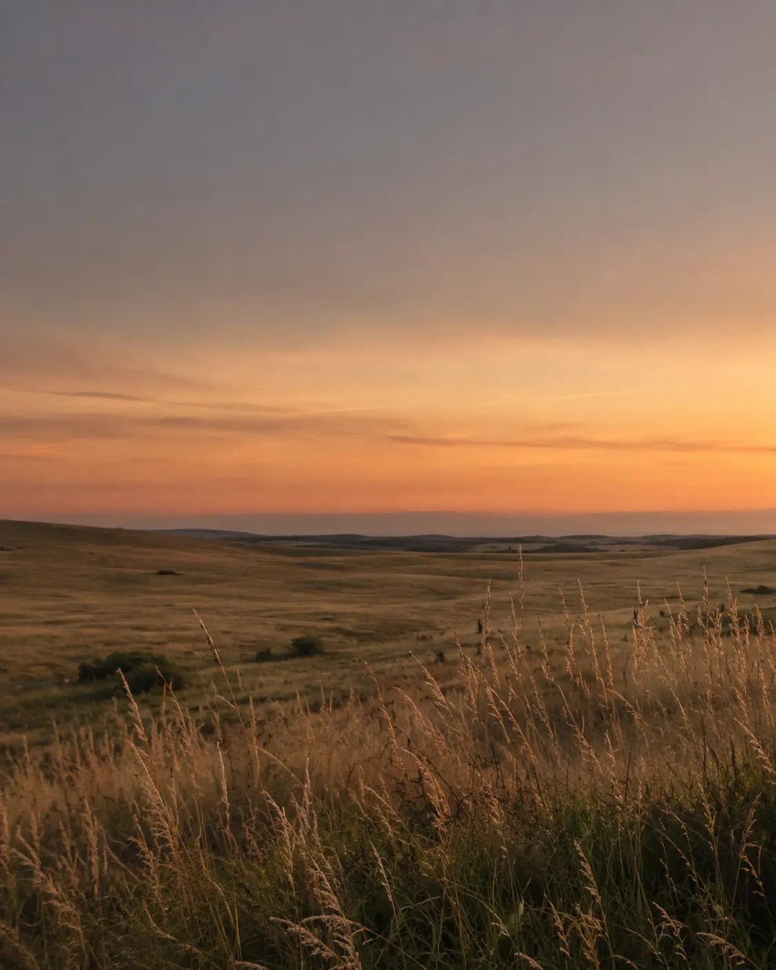 Open rolling grassland under a wide sunset sky